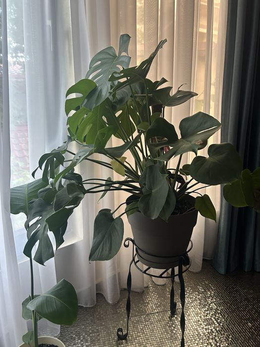 Monstera deliciosa