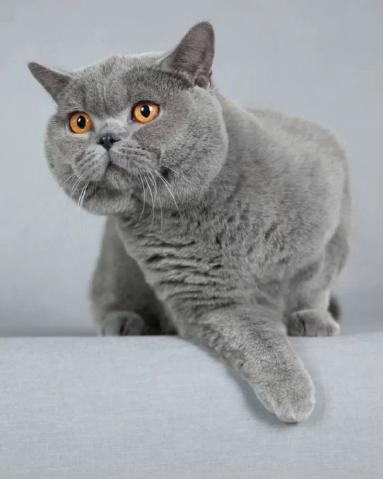 Британский голубой кот. 2года