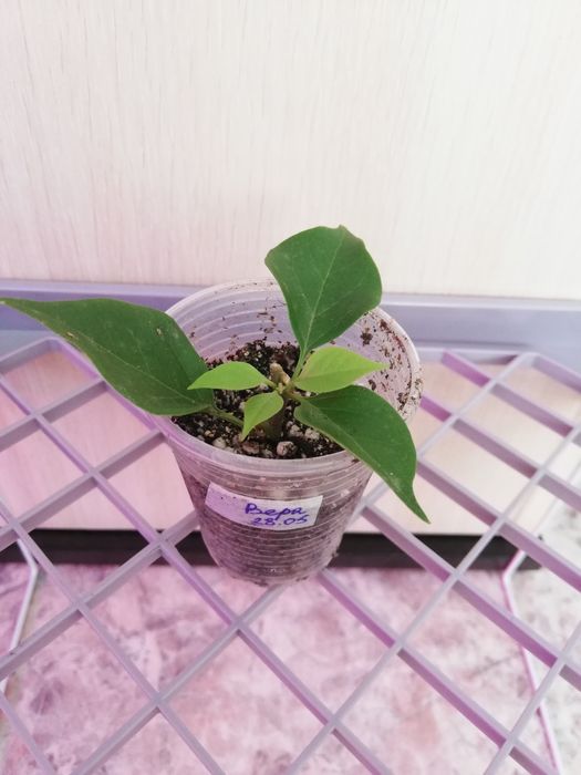 Черенки бугенвиллий (Бугенвиллия)