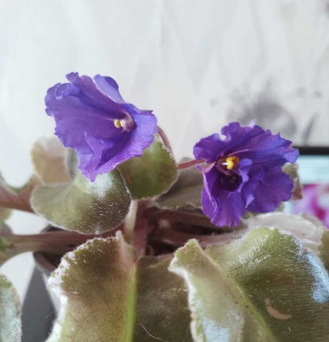 Фиалки продаются