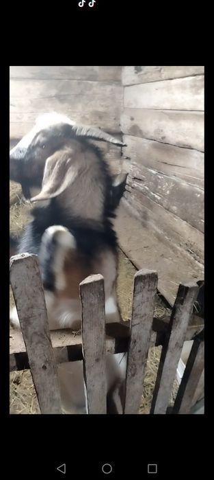 Продам альпо нубийского козла