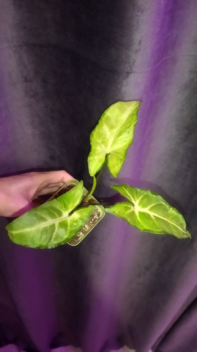 Продам хорошие веточки сингониума