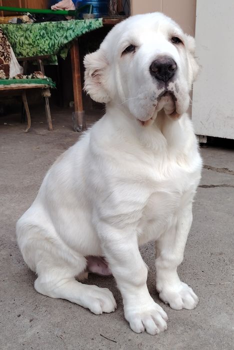 Продаются щенки алабая