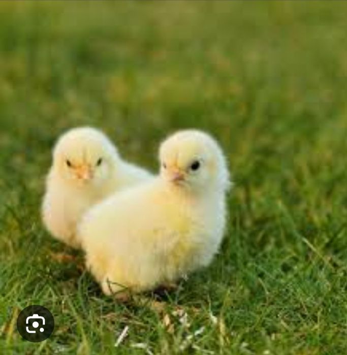 Продам цыплят от домашних кур