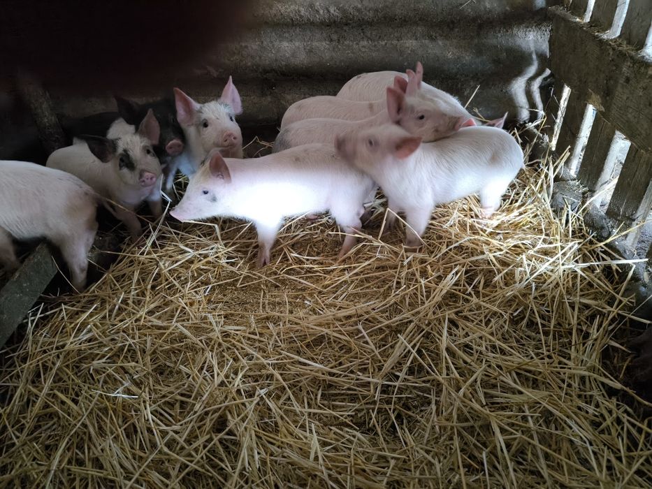 Три свободни малки прасенца на два месеца