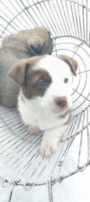 Отдам щенят в добрые руки