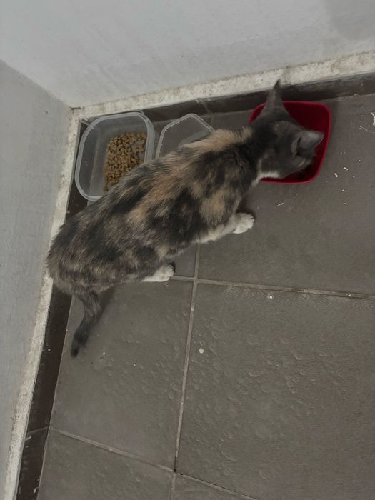 Кошка Подросток В Добрые Руки