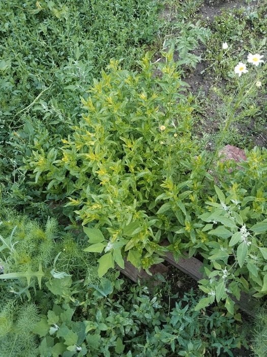 Продам мяту лопух,хрен,укроп