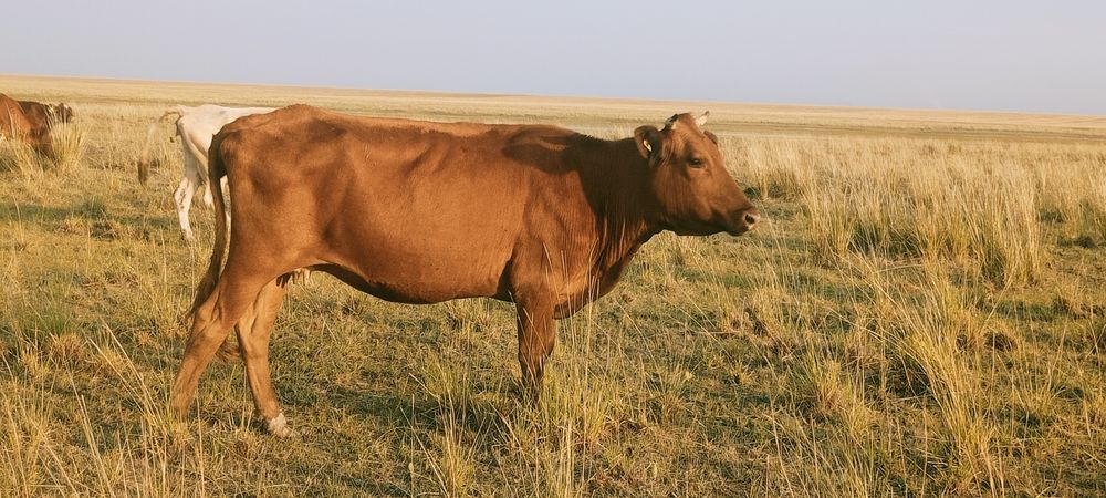 Продам коров по 350