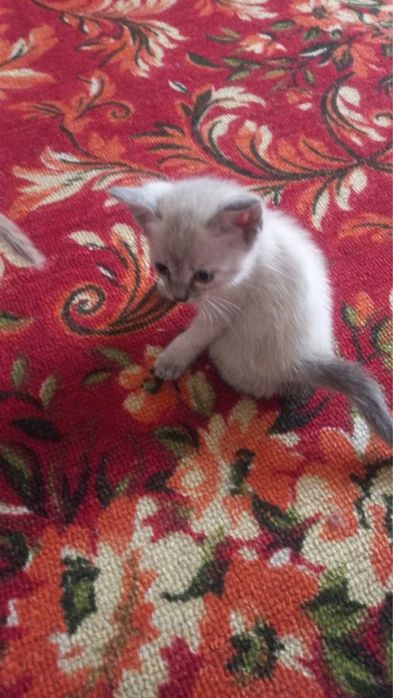 Котенок бесплатно