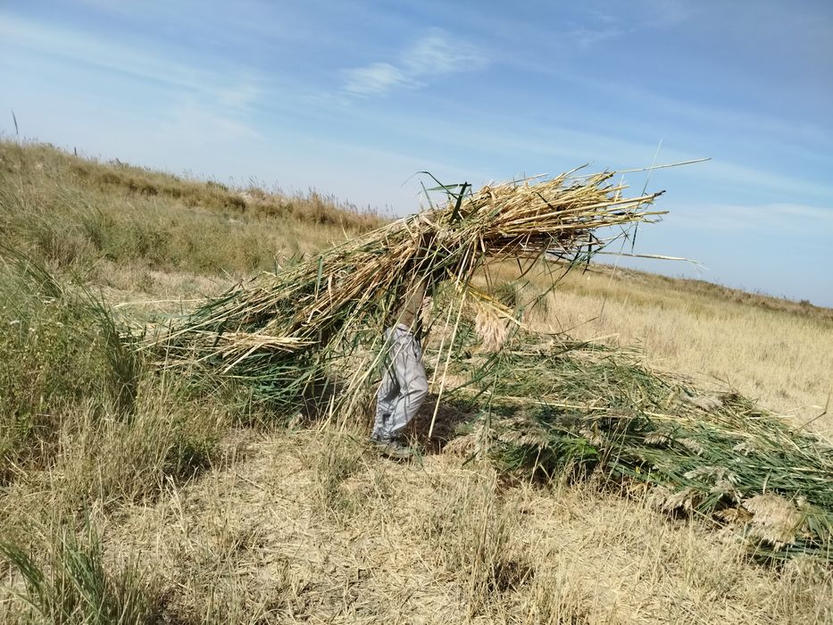 Qamish sotiladi hal yangi