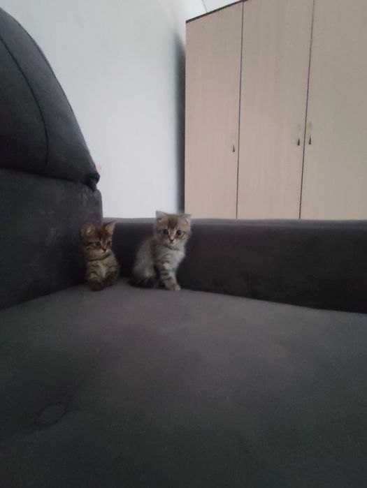 Пародистый котенок