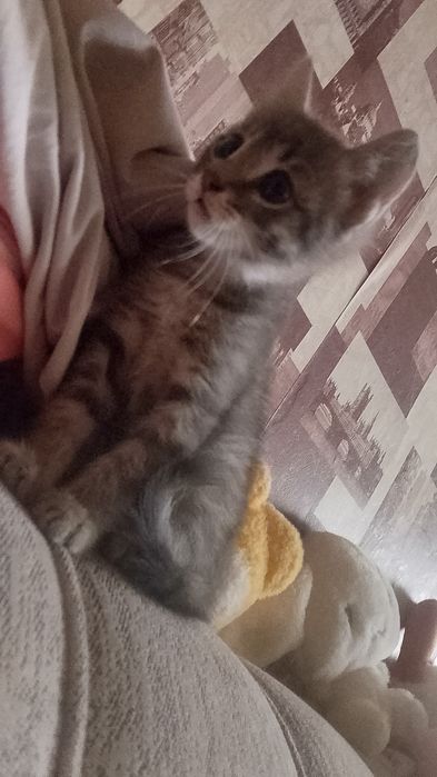Отдам даром котенка