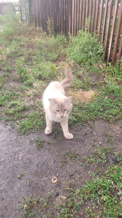 Ищу любящих хозяев для кота