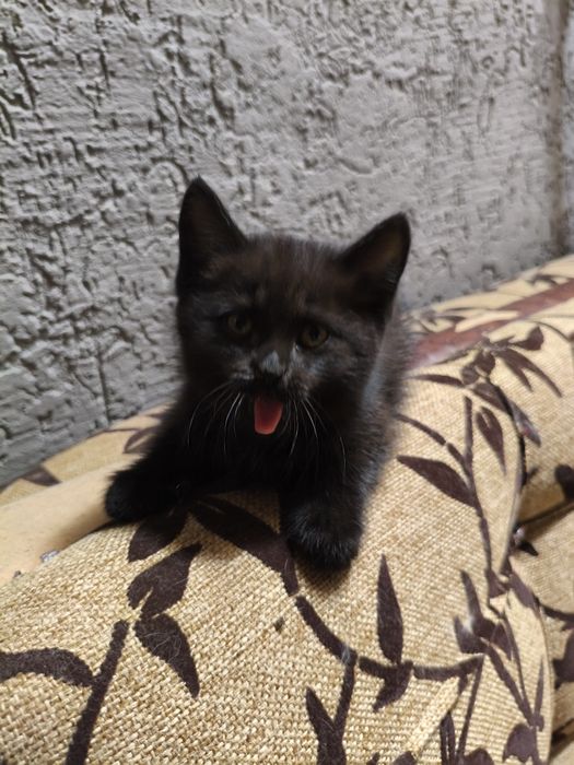 Продам котенка ( мальчик)