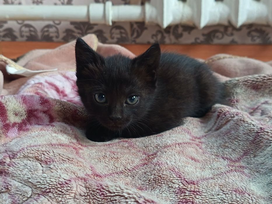 Отдам котят в хорошие руки