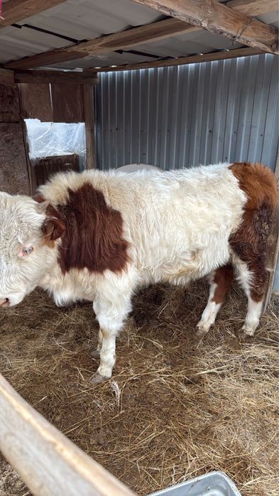 Баспақ  сатылады