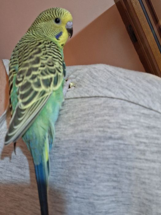 Pasari tinere colorate