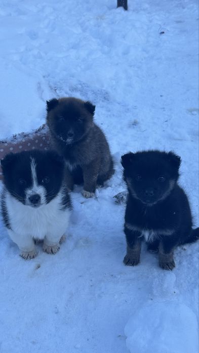 В самые добрые руки!