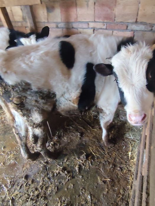 Продават се 2мъжки телета на 8месеца