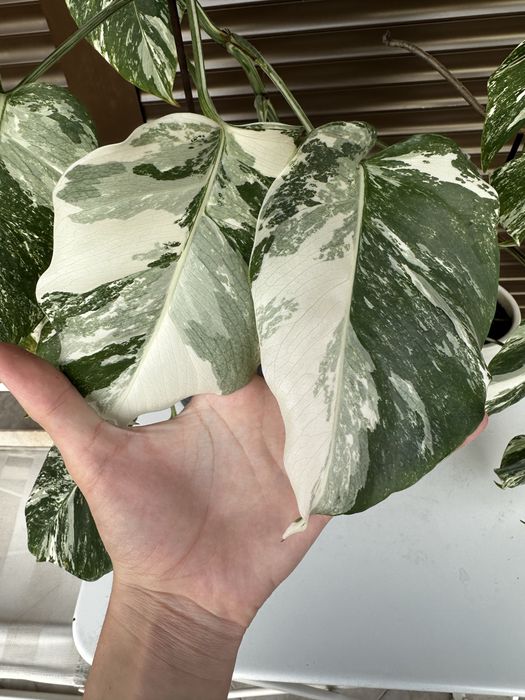 Monstera Albo Variegata (Монстера Албо Вариегата)