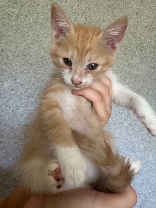 Отдаем даром котят