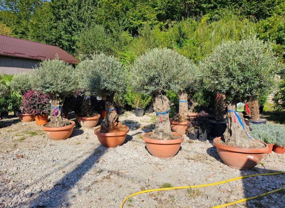 Maslin secular olea europaea