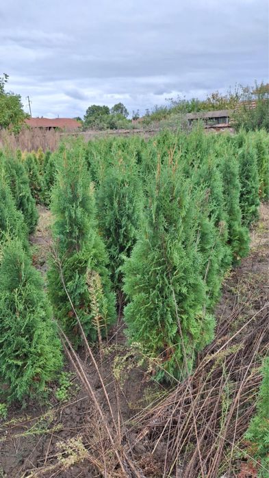 Туя, западна смарагд