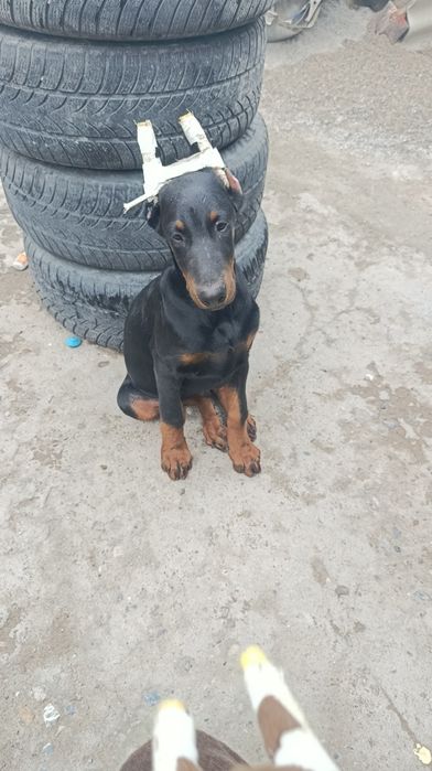 Щенки добермана Шымкент