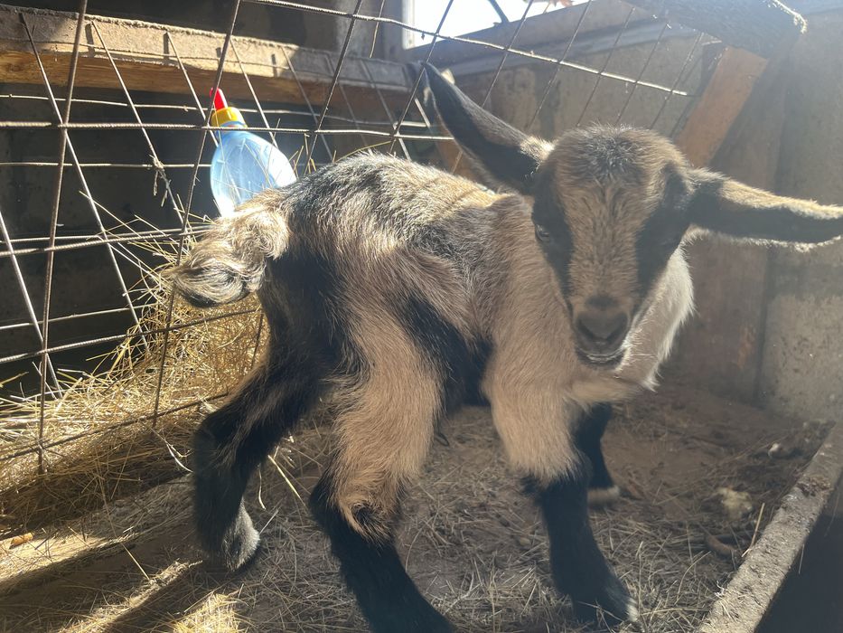 Продам козленкаа