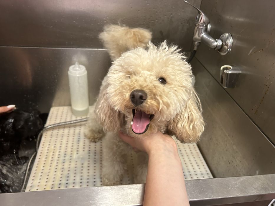 Предлагам груминг на кучета