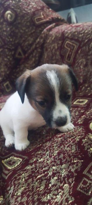 Щенок Джек Рассел терьера