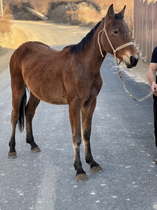 Продается кобылка