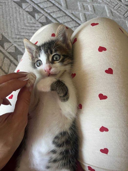 Подарявам две прекрасни котенца на 7 седмици – търсят любящ дом!