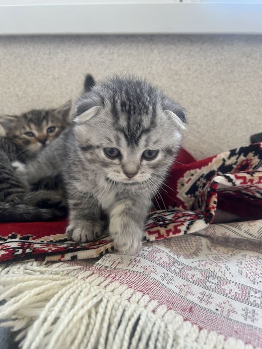 Шотландцы вислоухие котята
