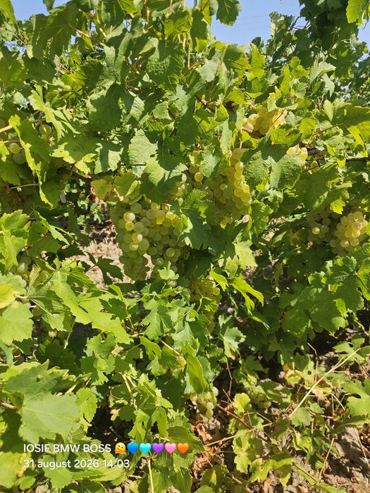 Vand struguri de vin