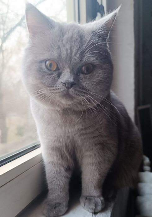 британец лилового окраса на вязку