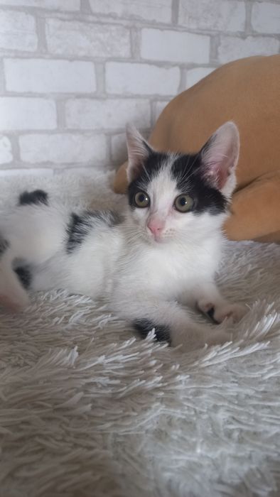 Котёнок мальчик.  В добрые руки