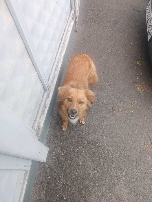 Отдам собачку в добрые руки