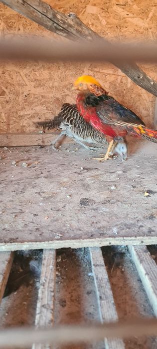 Fazani exotici..