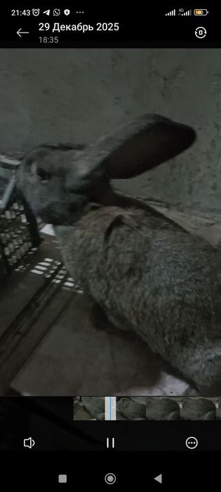 Фландр нар куëн сотилади