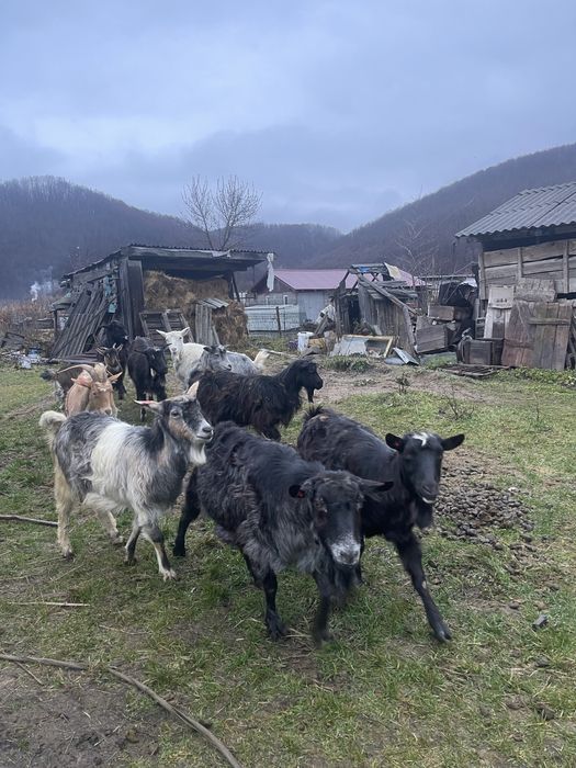 vand 10 capre 400 de lei negociabil