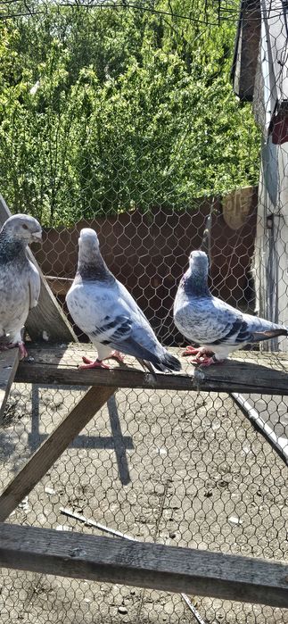 Porumbei voiajori standard