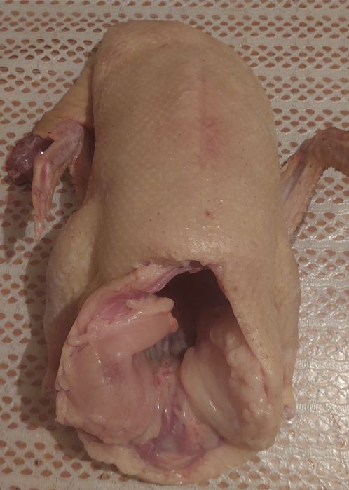 Продам домашних гусей