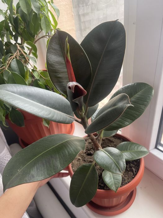 Комнатные растения