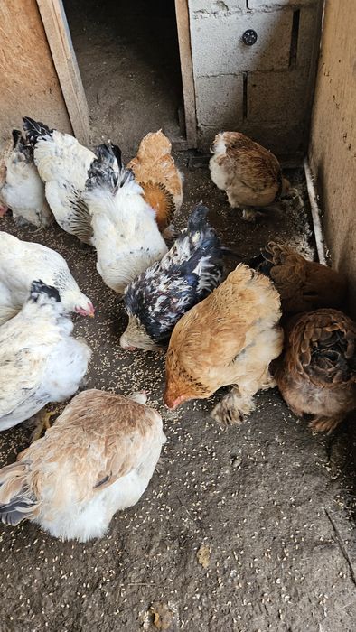 Куры и петухи молодые