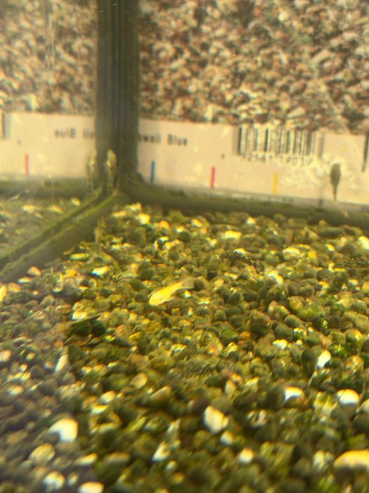 Pesti sanitari , Ancistrus negrii si albi