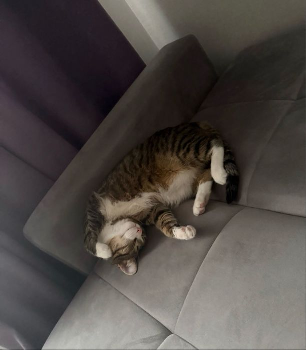 Кот в добрые руки