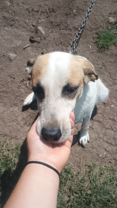 Spre adopție: Cățelușă pentru curte, atentă și iubitoare cu familia