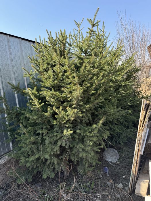 Елка 3 шт в наличий